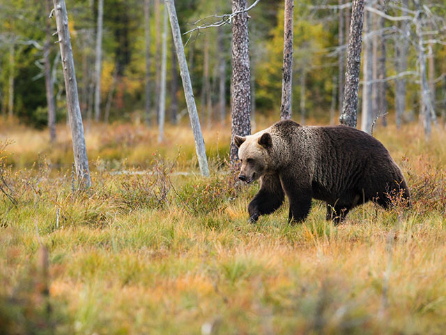 Bear in woods